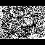 Flowers and leaves-1 - 1971 - Pen and ink - 30cm x 32cm 