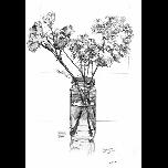 Wild Roses -study for triptych - 1978 - Pencil on paper - 59cm x 42cm 