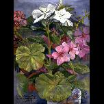 Rachael's Birthday Flowers -Karaincir - 1994 - Watercolour on paper - 33cm x 25cm 