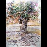 Where the mad dogs sleep - 1995 - Watercolour on paper - 23cm x 30cm 