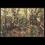 Running Home (hedgerow) - 2005 - Oil on Canvas - 100cm x 150cm 