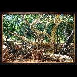 Unwinding in the grove on Crete - 2004 - Oil on Canvas - 100cm x 150cm 
