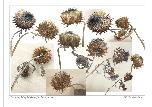 Studies Of Dying Artichokes (for abstract series) - 2014 - Digital Image - A-4 size