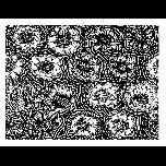 Flower -heads -3 - 1971 - Pen and ink - 25cm x 30cm 