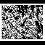 Flowers on Stripes - 1971 - Pen and ink - 26cm x 30cm 