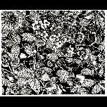 Flowers and leaves-1 - 1971 - Pen and ink - 28cm x 30cm 