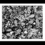 Flowers and leaves-3 - 1971 - Pen and ink - 26cm x 30cm 