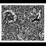 Flowers entwined - 1971 - Pen and ink - 26cm x 30cm 