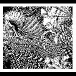 Shells -Colliding - 1971 - Pen and ink - 28cm x 30cm 