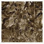 Tomatoes - 2010 - Photo Assemblage 