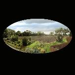 The Last Apple Tree - Cottage Garden - 2013 - Photograph 